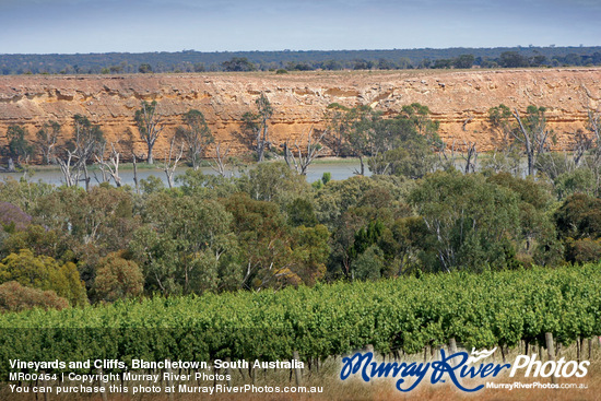 Vineyards and Cliffs, Blanchetown, South Australia