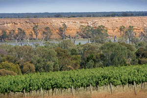 Vineyards and Cliffs, Blanchetown, South Australia