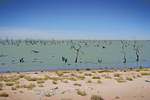 Lake Victoria, New South Wales