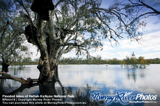 Flooded lakes of Hattah-Kulkyne National Park