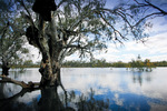 Flooded lakes of Hattah-Kulkyne National Park