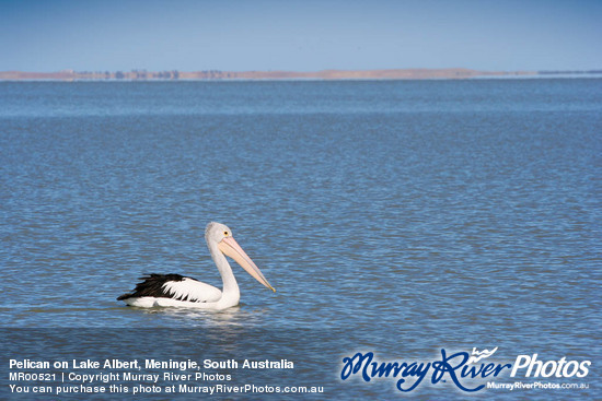 Pelican on Lake Albert, Meningie, South Australia