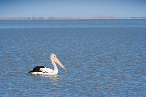 Pelican on Lake Albert, Meningie, South Australia