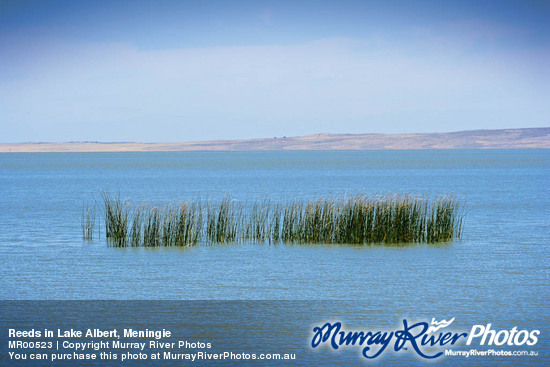 Reeds in Lake Albert, Meningie