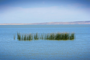 Reeds in Lake Albert, Meningie