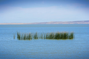 Reeds in Lake Albert, Meningie