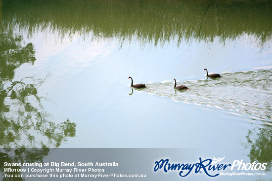 Swans crusing at Big Bend, South Australia