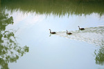 Swans crusing at Big Bend, South Australia