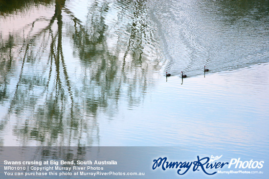 Swans crusing at Big Bend, South Australia