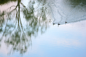 Swans crusing at Big Bend, South Australia