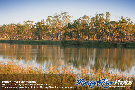 Murray River near Waikerie