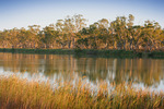 Murray River near Waikerie