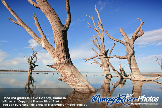 Dead red gums in Lake Bonney, Barmera