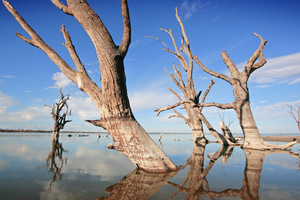 Dead red gums in Lake Bonney, Barmera