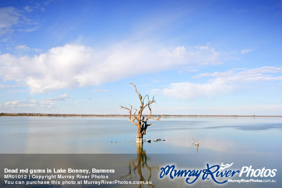 Dead red gums in Lake Bonney, Barmera