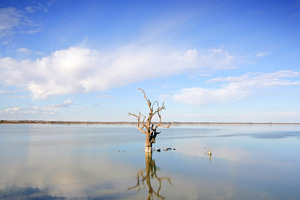 Dead red gums in Lake Bonney, Barmera