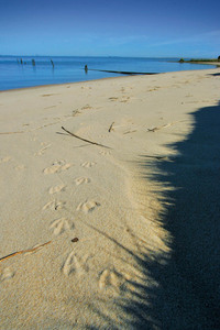 Footprints at Lake Albert, Meningie