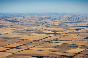 Wheat fields near Palmer, South Australia