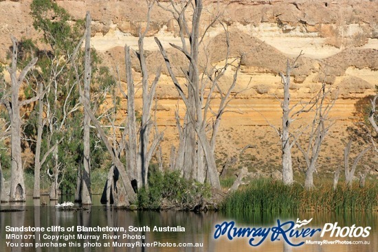 Sandstone cliffs of Blanchetown, South Australia