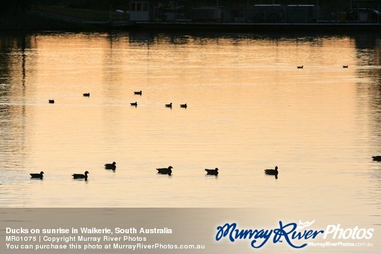 Ducks on sunrise in Waikerie, South Australia