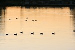 Ducks on sunrise in Waikerie, South Australia