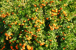 Mandarin orchard, Murtho, South Australia