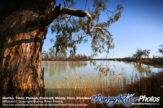 Murtho, Trees, Paringa, Renmark, Murray River, Riverland, South Australia