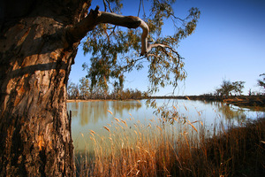 Murtho, Trees, Paringa, Renmark, Murray River, Riverland, South Australia