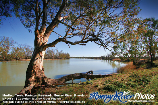 Murtho, Trees, Paringa, Renmark, Murray River, Riverland, South Australia