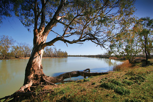 Murtho, Trees, Paringa, Renmark, Murray River, Riverland, South Australia