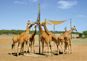 Monarto Zoo, Monarto, Murraylands, Animals, South Australia