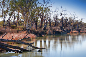 Murtho, Trees, Paringa, Renmark, Murray River, Riverland, South Australia