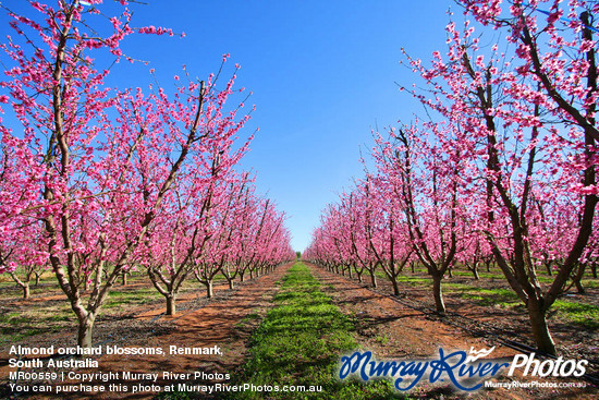 Almond orchard blossoms, Renmark,\nSouth Australia