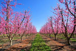 Almond orchard blossoms, Renmark,\nSouth Australia