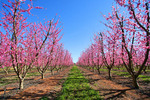 Almond orchard blossoms, Renmark, South Australia