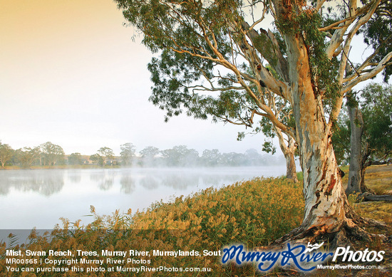 Mist, Swan Reach, Trees, Murray River, Murraylands, South Australia