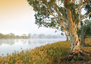 Mist, Swan Reach, Trees, Murray River, Murraylands, South Australia