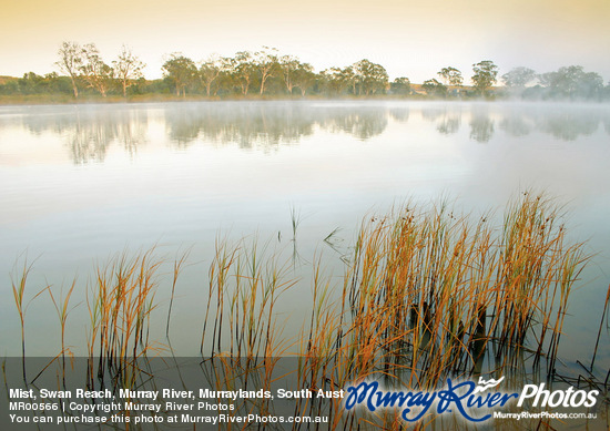 Mist, Swan Reach, Murray River, Murraylands, South Australia