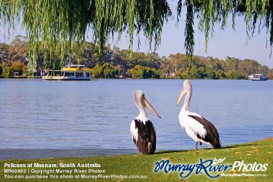 Pelicans at Mannum, South Australia
