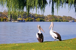 Pelicans at Mannum, South Australia