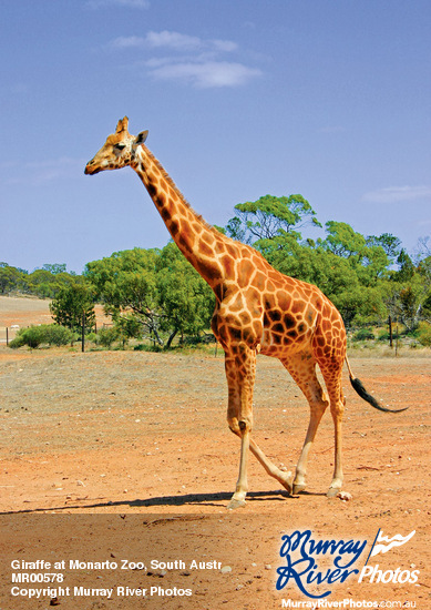 Giraffe at Monarto Zoo, South Australia