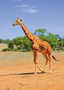 Giraffe at Monarto Zoo, South Australia