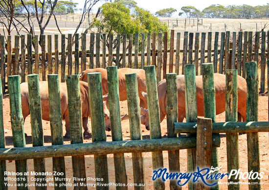 Rhinos at Monarto Zoo