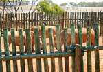 Rhinos at Monarto Zoo