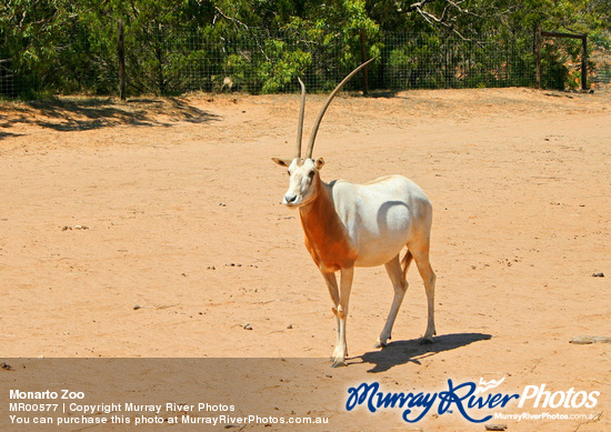 Monarto Zoo