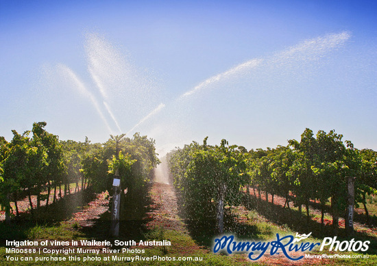 Irrigation of vines in Waikerie, South Australia