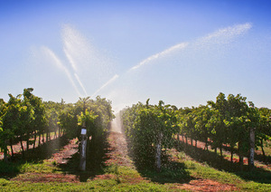 Irrigation of vines in Waikerie, South Australia