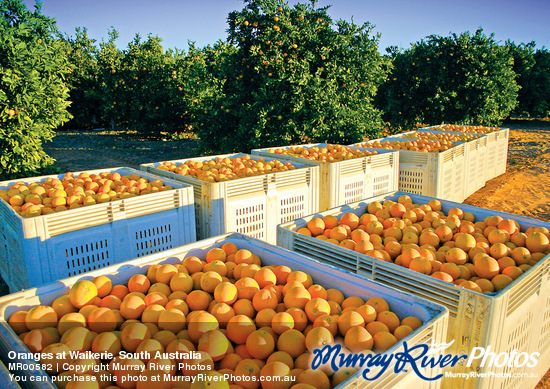 Oranges at Waikerie, South Australia