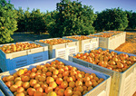 Oranges at Waikerie, South Australia