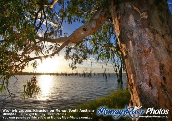 Wachtels Lagoon, Kingston-on-Murray, South Australia